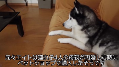 エイトちゃんとの出会い