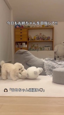 ぬいぐるみを引きずりながら移動する犬