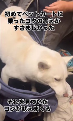 ペットカートで震えるコタローくん2