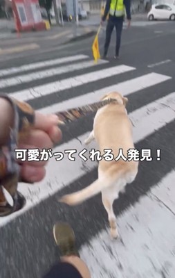 合図と同時に歩き出す犬