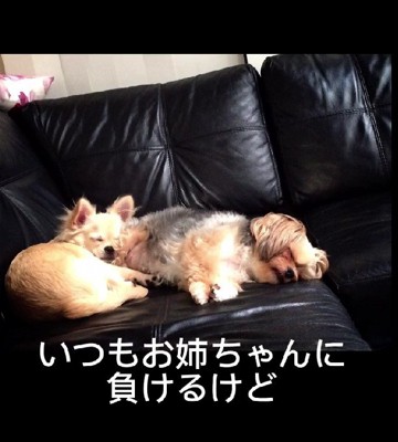 臆病なポンタちゃんをお迎え