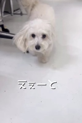 近づいてくる白い犬