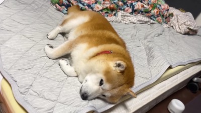 嫌がる素振りはナシ