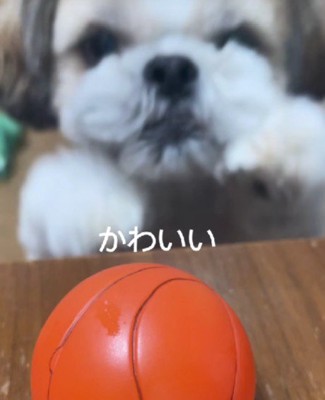 前足がカワイイ♡