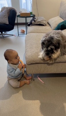 おもちゃを咥えながら犬を見つめる赤ちゃん