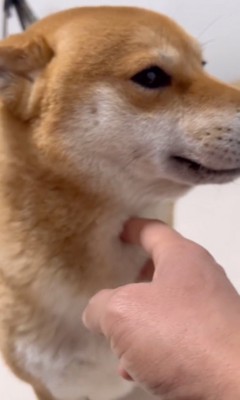 満足げな柴犬