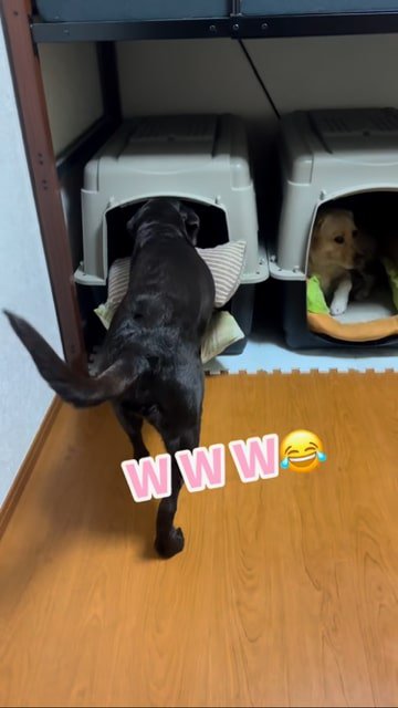 クッションを咥えてハウスに入って行く黒ラブ