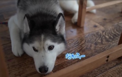 不安そうな犬