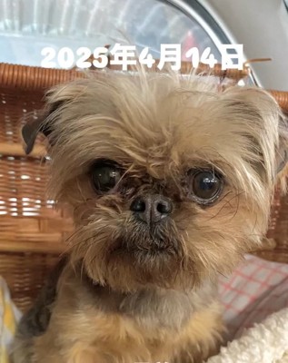 お迎え時のわっふちゃん2