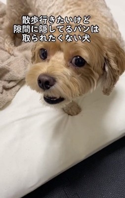 警戒するちくわちゃん