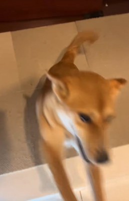 足に飛びつく保護犬 