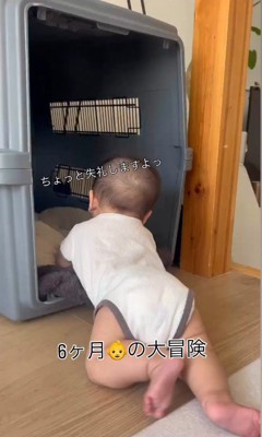 赤ちゃんがクレートに入った時のわたげちゃん