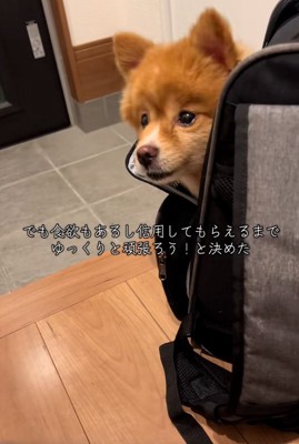 不安そうなレモンちゃん