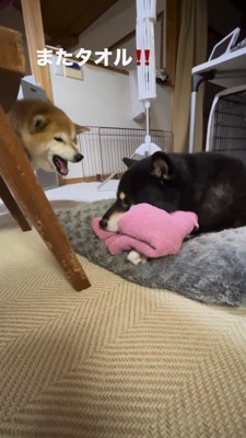 母犬に吠える息子犬