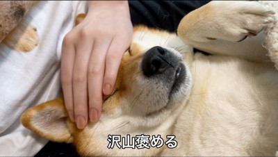 飼い主に頭を撫でられる犬