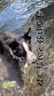 飼い主の方を向いて、遠くを見つめる父親犬