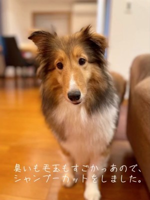 カメラを見つめるシェルティ