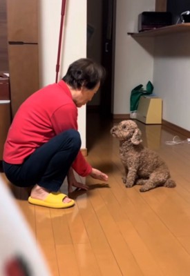 お手を指示するおばあちゃん