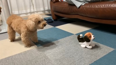 動く犬のおもちゃを見たいちごちゃん＆ミルクくん8