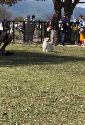 キョロキョロするピコちゃん