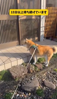 15分以上待ち続けるおもちくん分以上も待ち続けるおもちくん