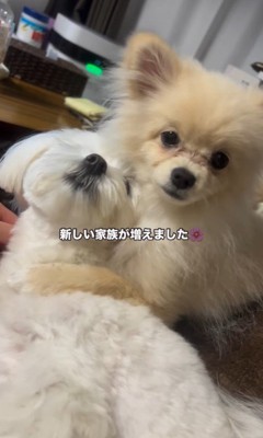 アムちゃんとアオくん