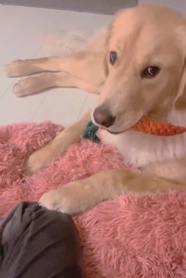 上目遣いのメルくん