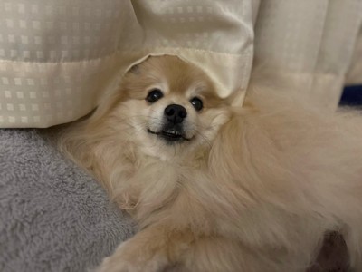ひょっこり