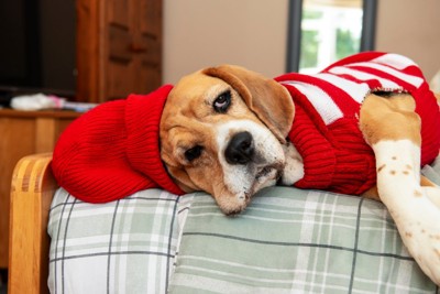 服を着て横になる犬