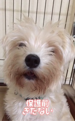 毛が伸びきった茶々ちゃん