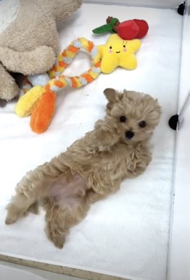 お見事なへそ天