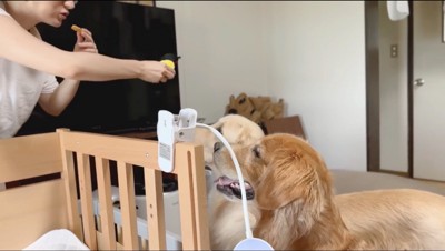 女性の手の動きを目で追う2頭の犬