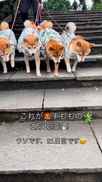 階段を下りてくる柴犬たち