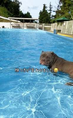 水の中に入った中型犬