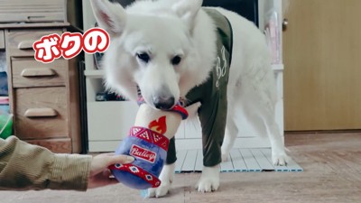 BJ くんに「お風呂入る？」と聞いたら2