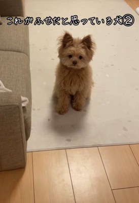 ハッピーちゃんの伏せ2