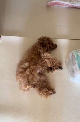 足を上げる犬