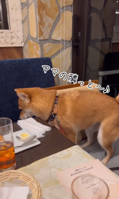 レストランの椅子の上で飼い主のほうへ行こうとする柴犬