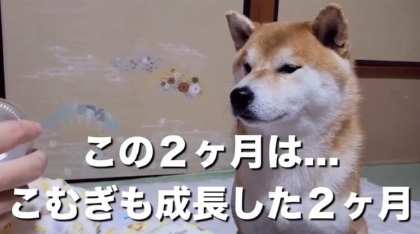 成長したこむぎ君