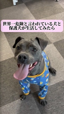 笑顔でカメラを見上げる黒い犬