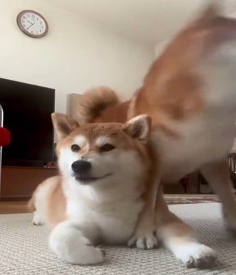 呆然とする犬1