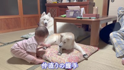赤ちゃんとも仲直り！