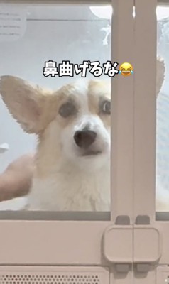 お鼻がグニュッ