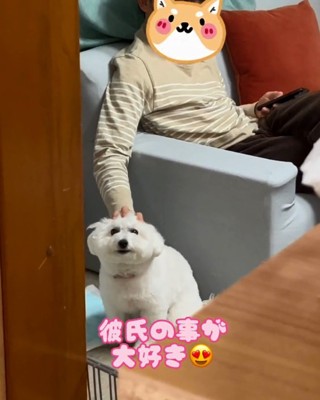 彼氏に撫でられるもこちゃん