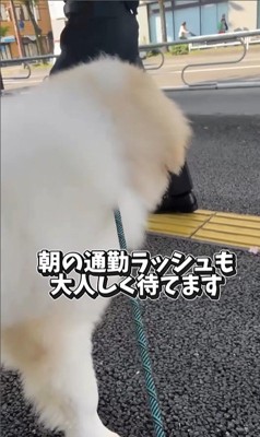 お姉さんを迎えに来たボンドくん3