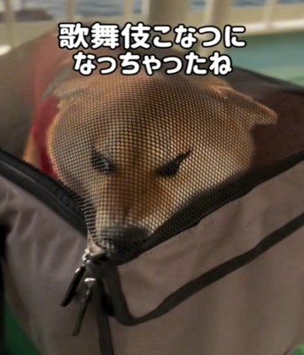 ネットに埋まる犬1