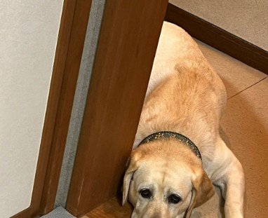 部屋の前に伏せて…