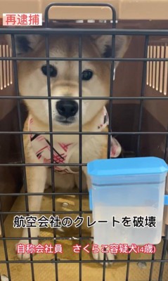 さくらこちゃんの再逮捕