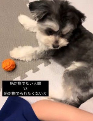 甘えたくないときもある