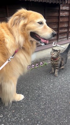 猫に見つめられ視線を逸らしながら立ち止まる犬